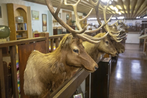 Holdrege, Nebraska - Elk trophies shot by a local big game hunter on display at the Nebraska