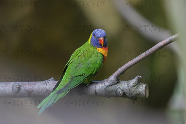 One Rainbow lorikeet (Trichoglossus moluccanus) sitting on a branch. Green vegetation in the