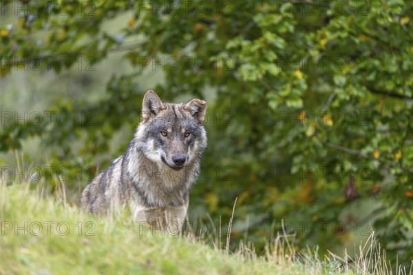 One submissive eurasian gray wolf (Canis lupus lupus) sitting on a hill with green grass and a