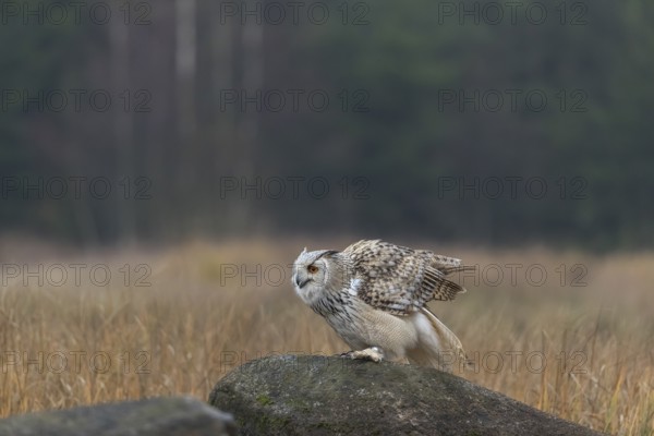 One Siberian Eagle Owl (Bubo bubo sibiricus) sitting on a rock between tall reed grass lakeshore on