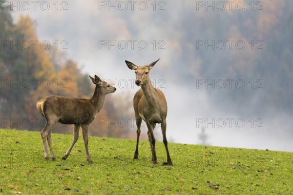Two female red deer (Cervus elaphus) stand on a meadow. Early morning light with a forest in mist