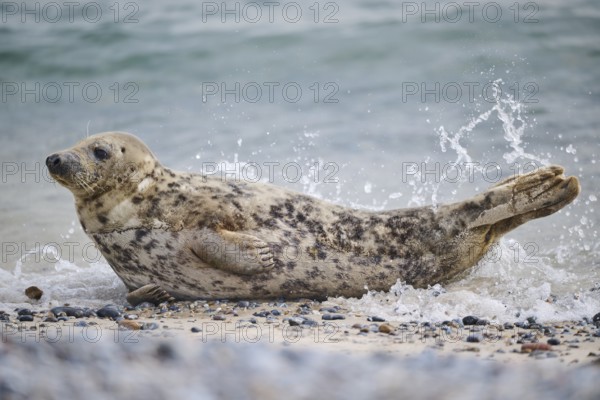 Grey seal (Halichoerus grypus) on the beach on the edge of the water with the sea in the