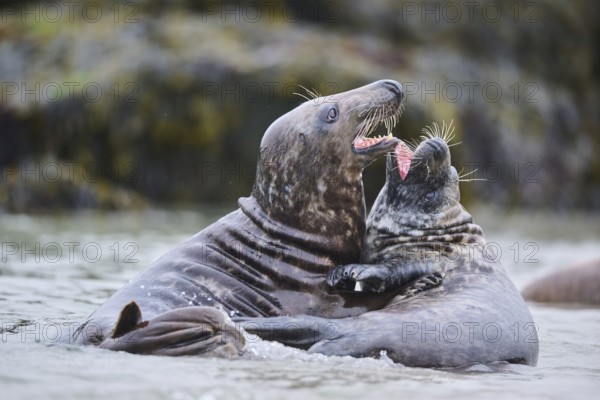 Grey seal (Halichoerus grypus) playing with each other in the water, sea, Düne, Helgoland,