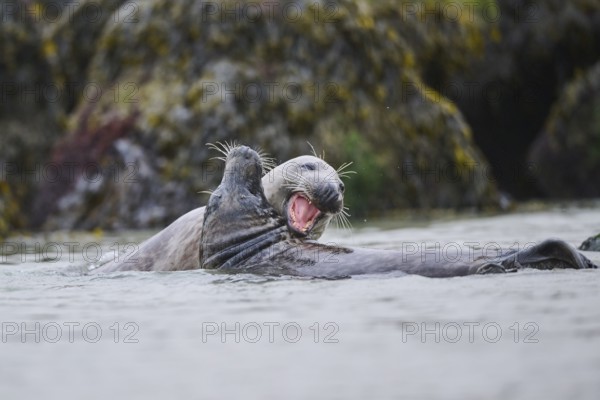 Grey seal (Halichoerus grypus) playing with each other in the water, sea, Düne, Helgoland,