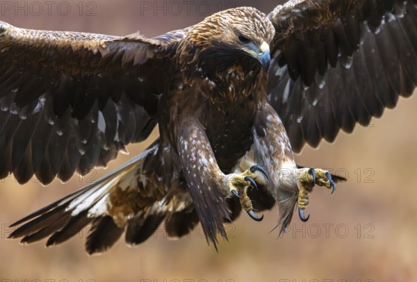 European golden eagle (Aquila chrysaetos chrysaetos) juvenile showing huge claws, talons while