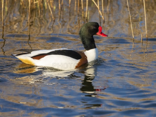 Common Shelduck (Tadorna tadorna), male adult bird, swimming along a ditch, with its reflection in