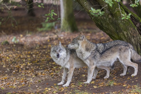 Two adult male eurasian gray wolves (Canis lupus lupus) standing in front of an old split tree at a