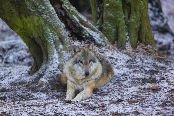 One adult male eurasian gray wolf (Canis lupus lupus) rests in front of an old split tree at a