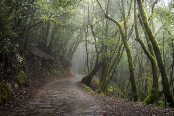 Hiking trail in the cloud forest. Laurel trees with moss and lichen. Foggy weather. Garajonay
