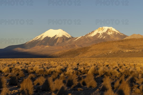 Snow-capped volcanoes Parinacota and Pomerape at dawn, Sajama National Park, Puna vegetation,