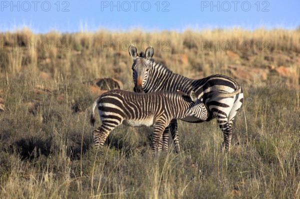 Cape mountain zebras (Equus zebra zebra), mare suckling foal, Mountain Zebra National Park, South