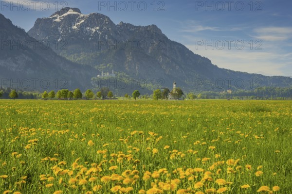 Blooming dandelion meadow, behind pilgrimage church St. Coloman, Neuschwanstein Castle and the