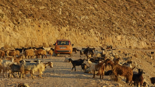 Goats (Caprae), red small car in herd of goats, morning light, Gramvoussa peninsula, Pirate Bay,