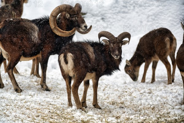 European mouflons (Ovis gmelini musimon) with lamb, mouflon deer in the snow, feeding scene,