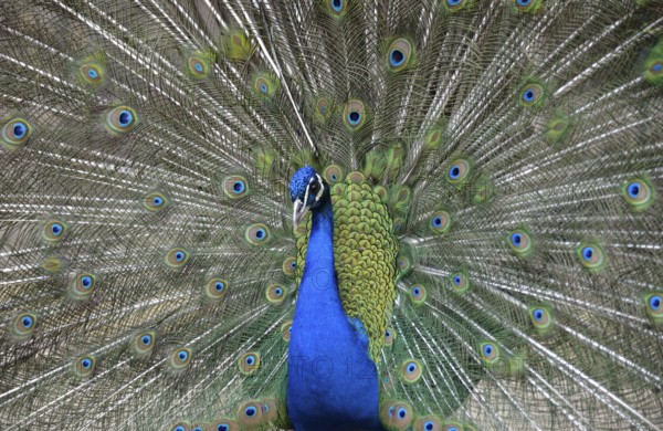 Blue Peacock (Pavo cristatus), courtship display with spread feathers, Majorca, Balearic Islands,