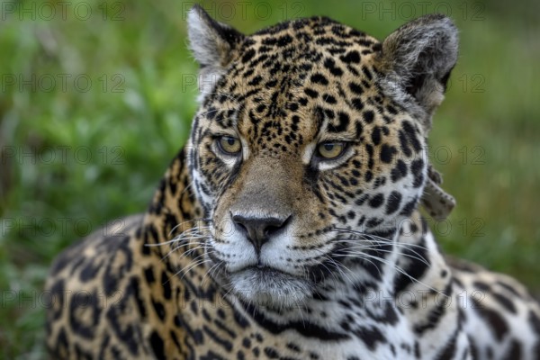 Jaguar (Panthera onca), Breeding Station of the Conservation Land Trust, Iberá Project, Esteros del