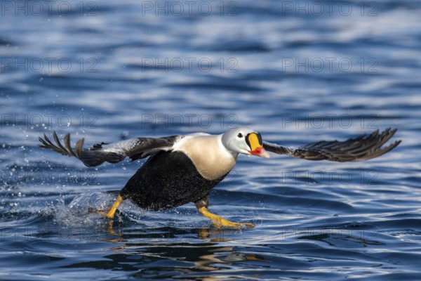 King eider (Somateria spectabilis), male in flight, winter, Batsfjord, Båtsfjord, Varanger