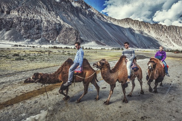 HUNDER, INDIA, SEPTEMBER 11, 2012: Western tourists riding camels in Nubra valley in Himalayas,