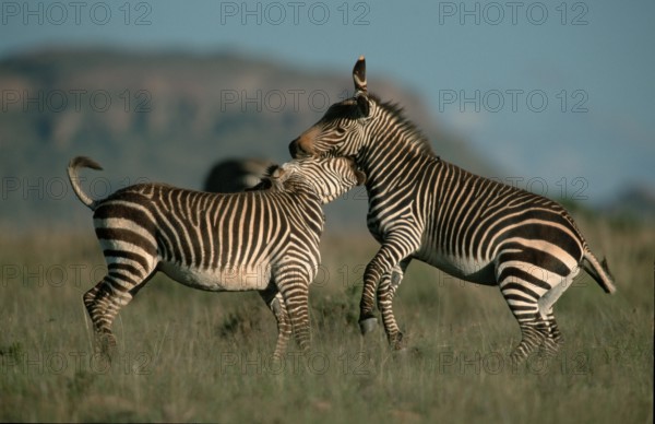 Cape mountain zebras (Equus zebra zebra), fighting stallions, Mountain Zebra National Park, South