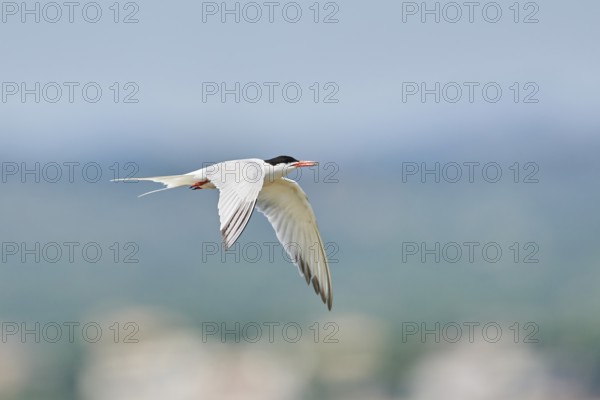 Elegant tern (Thalasseus elegans) flying in the sky above the sea, hunting, ebro delta, Catalonia,