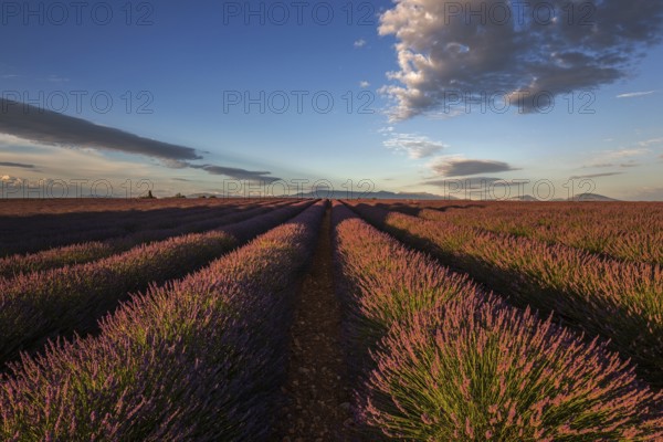 Lavender field, flowering true lavender (Lavandula angustifolia), near Valensole, evening light,