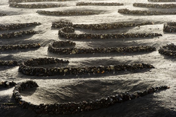 Winefields, La Geria, Lanzarote, Canary Islands, Spain Winefields, Lanzarote, Canary Islands,