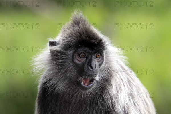 Silvered Leaf Monkey, Labuk Bay, Sabah, Borneo, Malaysia (Trachypithecus cristatus) (Presbytis
