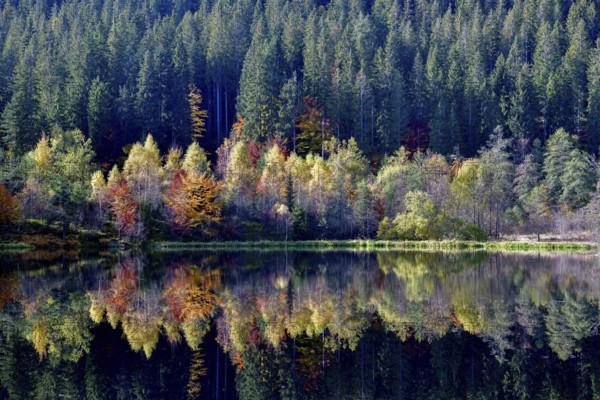 Trees reflected in the Sankenbachsee, Karsee, autumn, near Baiersbronn, Freudenstadt district,