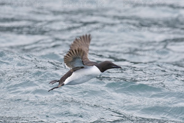 Thick-billed murre (Uria lomvia), Brünnich's guillemot in flight above sea water, native to the