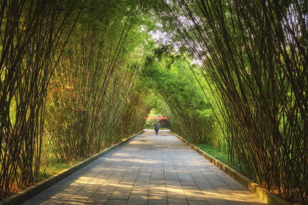 Path in bamboo forest brove in Wangjiang Pavilion (Wangjiang Tower) Wangjianglou Park. Chengdu,