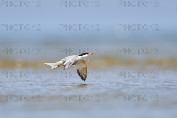 Elegant tern (Thalasseus elegans) flying in the sky above the sea, hunting, ebro delta, Catalonia,