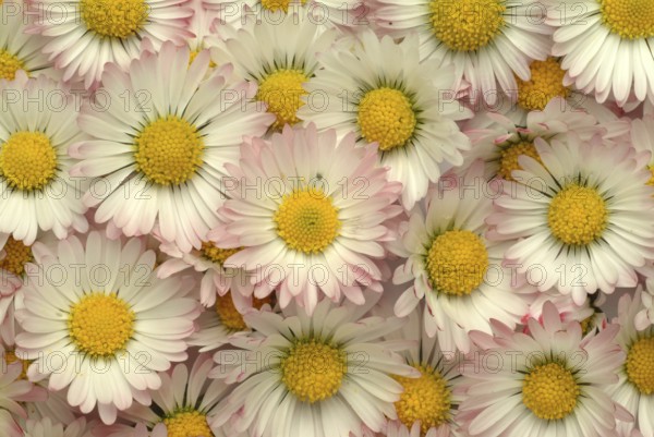 Common daisy (Bellis perennis), medicinal plant, naturopathy classifies the daisy among other