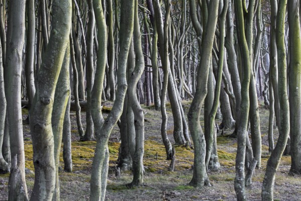 Beech trees at Darß, Darss west coast, Fischland-Darß-Zingst, Western Pomerania Lagoon Area NP,