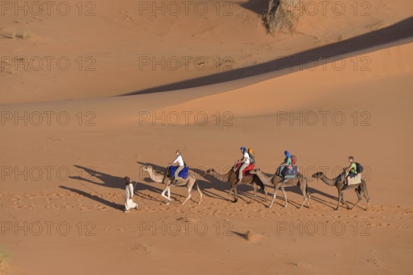 Tourists riding on camels through the dunes, Sahara, Merzouga, Meknès-Tafilalet region, Morocco,
