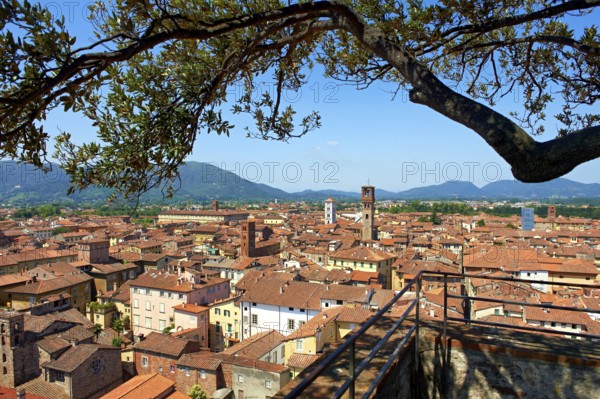 Panoramic roof top view from the Guinigi Tower of the historic centre of Lucca, Tunscany, Italy,