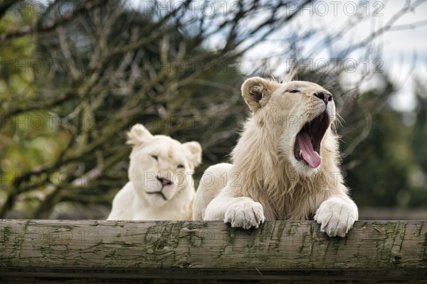 White lions (Panthera leo), pair, male roaring, mouth open, colour mutation, leucism, captive,