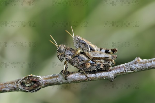 Small grasshopper, Small grasshoppers, Grasshopper, Grasshoppers, Other animals, Insects, Animals,