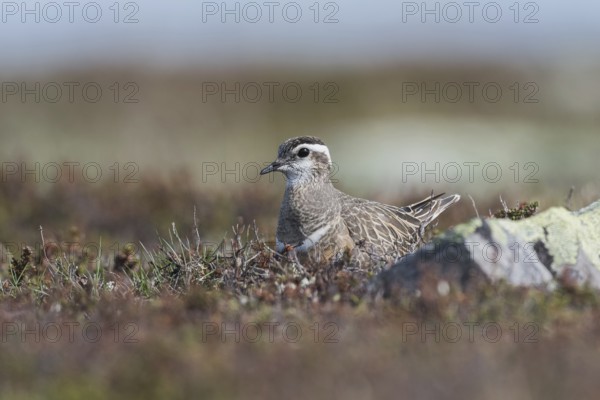 Eurasian Dotterel (Charadrius morinellus), sits in nest on the ground, ground breeder, tundra