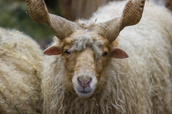 Portrait of a white Racka or Hortobágy Racka Sheep (Ovis aries strepsiceros hungaricus) with its