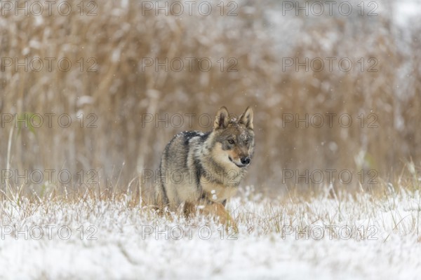 One young male eurasian gray wolf (Canis lupus lupus) running towards the camera over a snow