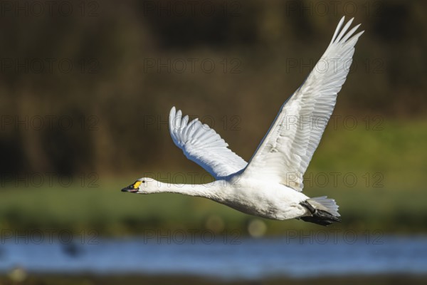 Tundra Swan, Bewick's Swan, Cygnus columbianus in flight at winter in Slimbridge, England, United
