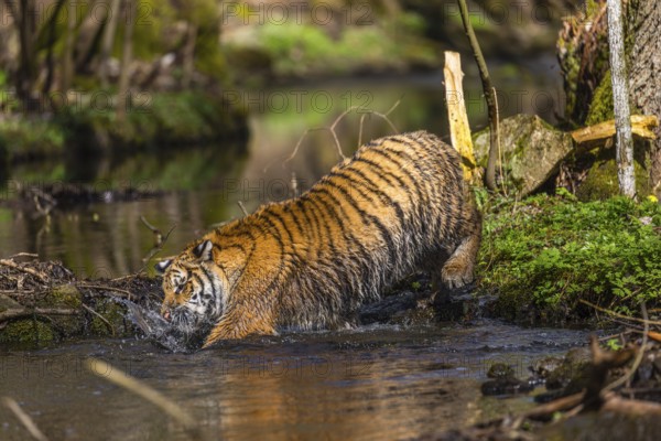 One young female Siberian Tiger, Panthera tigris altaica, walking thru a creek in a forest. Early