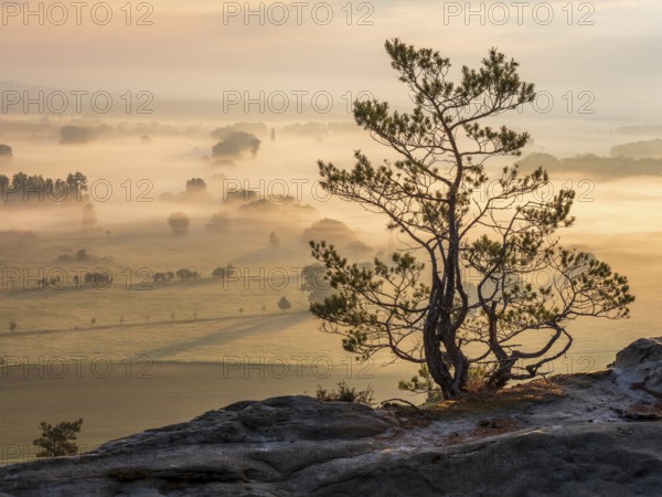 Stunted pine tree at the Teufelsmauer, view of the Harz foreland in morning light and morning fog,