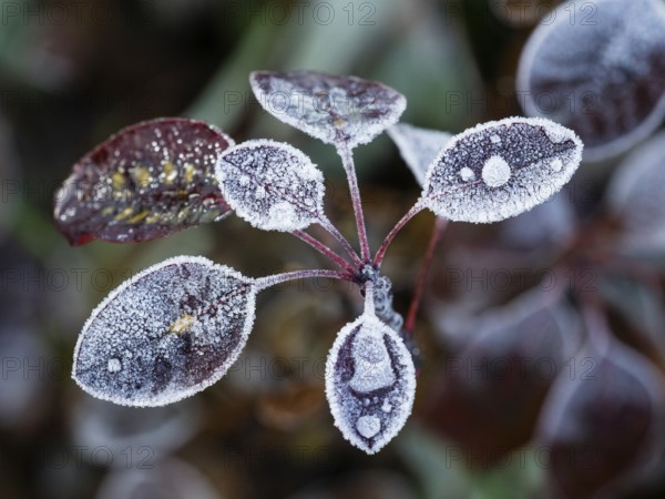 Eurasian Smoke Tree (Cotinus coggygria), or Wig Bush, frost crystals and frozen raindrops on the
