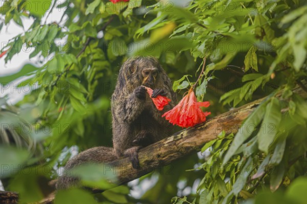 A female white-faced saki (Pithecia pithecia) sits in a Rose of Venezuela (Brownea grandiceps)