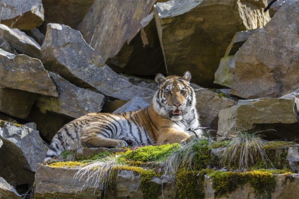 One young female Siberian Tiger, Panthera tigris altaica, resting on rocks in a birch tree forest.