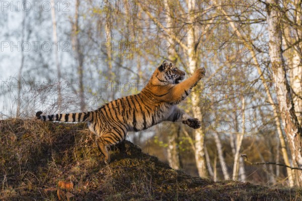 One young female Siberian Tiger, Panthera tigris altaica, running thru a birch tree forest. Hunting
