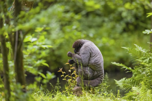A common woolly monkey, brown woolly monkey, or Humboldt's woolly monkey (Lagothrix lagothricha)