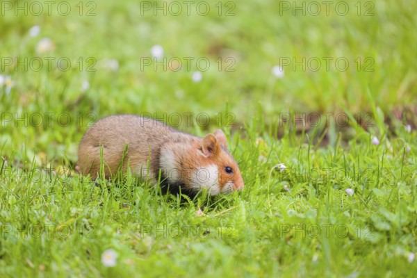 A European hamster (Cricetus cricetus), Eurasian hamster, black-bellied hamster or common hamster,