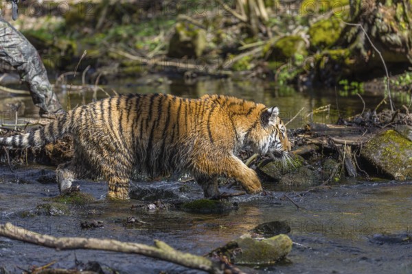 One young female Siberian Tiger, Panthera tigris altaica, walking thru a creek in a forest. Early